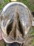clean shoeless hoof