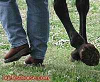 Horse Boots