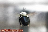 Carpenter Bee Closeup
