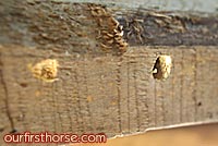 Carpenter Bee Holes