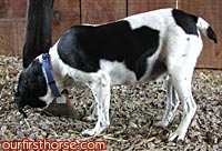 My dog eating poo