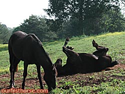 Proof! My horse rolling Proof! My horse rolling
