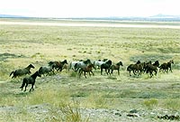 A herd of horses