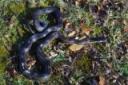 The Common Rat Snake The Common Rat Snake