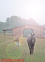Horses and heat