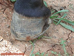 Serious Hoof Crack Serious Hoof Crack