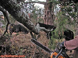 Horses and chainsaws