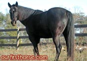 Horse Gas