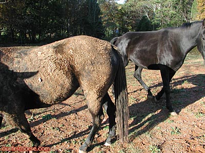Muddy Moonshine Muddy Moonshine