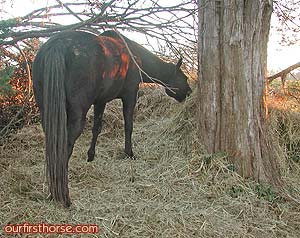 Our horses like round bale hay