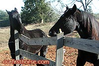 Broken Horse Fence