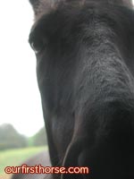 horse-closeup.jpg