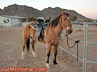 My horse for the ride