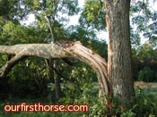 Tree limb