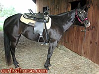 Walk your horse