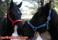 Horses-in-halters.jpg Horses-in-halters.jpg