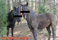 Horses-in-trees.jpg