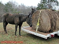 Round bale on the trailer Round bale on the trailer