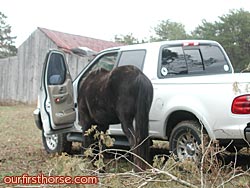 Horses like trucks Horses like trucks
