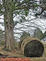 Round bale by the tree