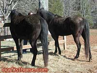 Our horses by the fence