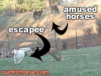Goat recovery with horses