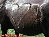 Horse Shower