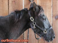 hairy-horse.jpg