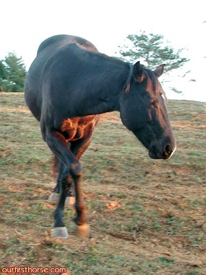 Horse crossing legs Horse crossing legs