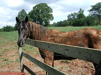 Muddy horse Muddy horse