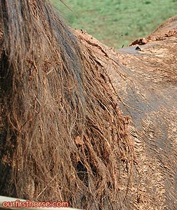 Redhead horse Redhead horse