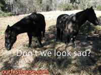 sad-horses.jpg