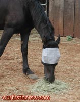 valentine-with-fly-mask.jpg