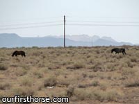 Wild Horses of Maricopa Arizona