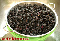 Wild Blackberries