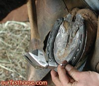 farrier-shoeing-horse.jpg