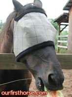horse-eating-watermelon.jpg
