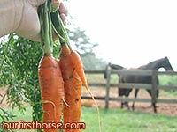Carrots from the garden
