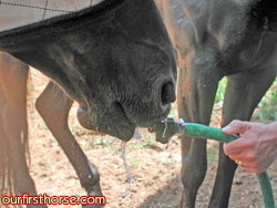 Horses and hoses
