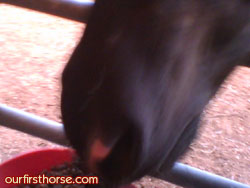 Horse sunburn