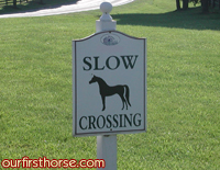 horse-crossing.jpg