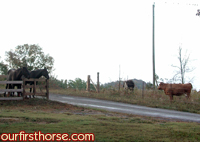 new-neighbors.jpg
