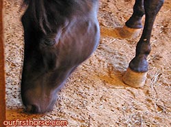 Our horse vacuums