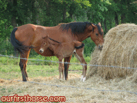 mare-and-foal.gif