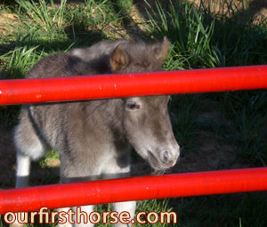 mini-foal.jpg