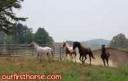 The Herd