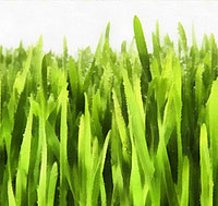 Grass