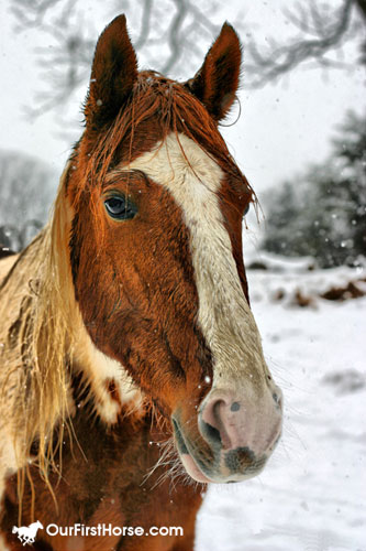 2010-cash-snow HDR HDR photo of our horse against snow