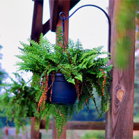 Currently living barn ferns Currently living barn ferns