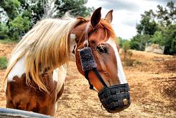 Grazing Muzzle